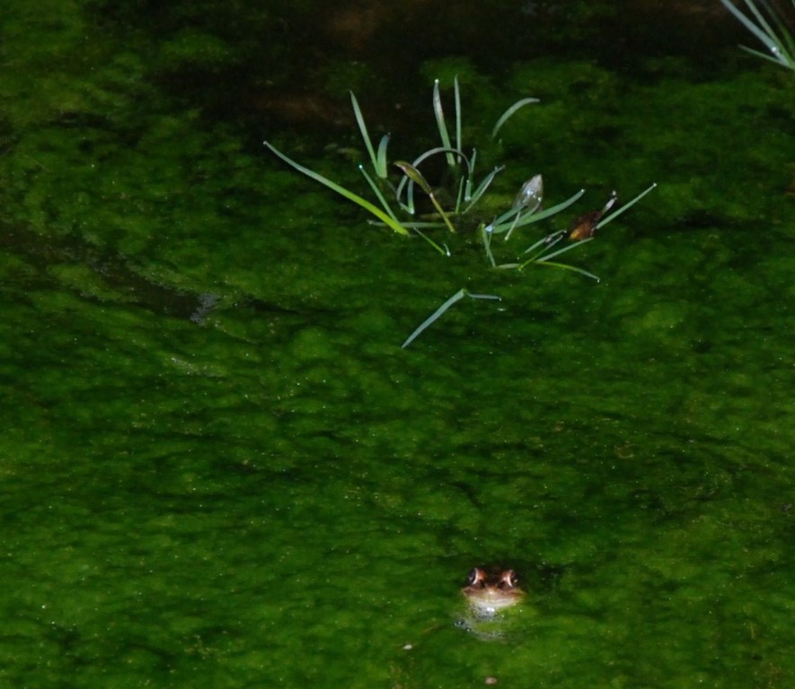 Frosch im Wasser